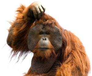 Orangutan PNG-31385